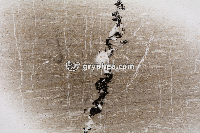 Schiste bitumineux LPNA x2,5 - gryphea.org